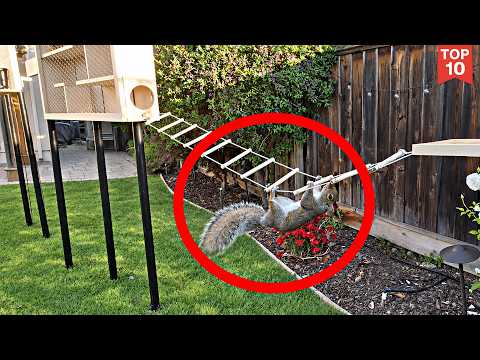 Backyard Squirrel Maze 1.0- Ninja Warrior Course